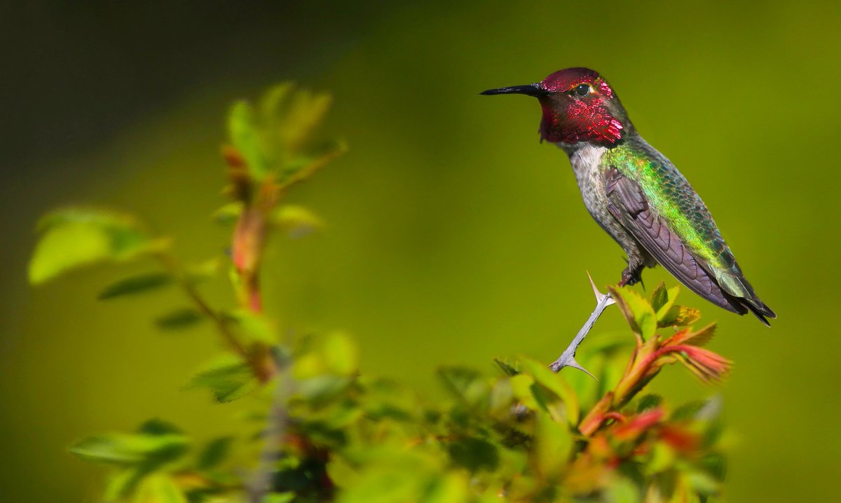 An Anna's Hummingbird is perched on a thin branch. It is facing the left; it has reddish-pink, sparkling plumage on its face, and a mix of gray and sparkling green plumage on its wings and back.
