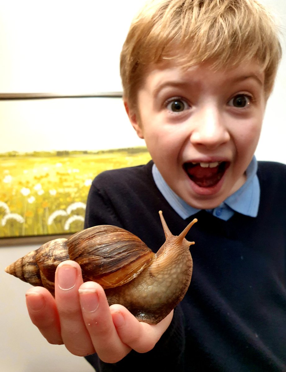 ItsReptileTime's tweet photo. African Land Snails get pretty big for a snail. Slightly bigger than the ones you might find in your garden. Did you know that snails are both male and female, so you only need 2 together to have baby snails. I'll leave it a few years till I explain that to my son! https://t.co/4JUE63WyIs
