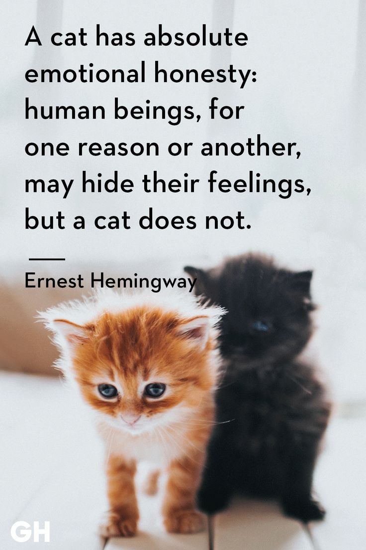 KittyKatFlat's tweet photo. You heard it from the 🐐himself #kittykatflat #ernesthemingway #meow https://t.co/EVDrAiPz5v