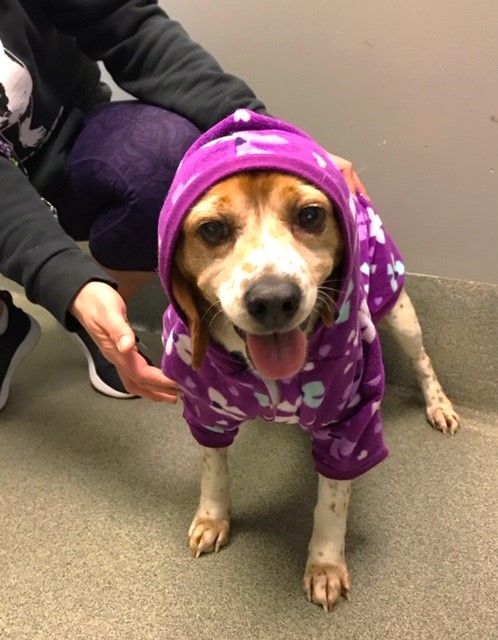 HancockDanielPC's tweet photo. Yesterday our #HDGivesBack Community Service Team volunteered at Richmond Animal Care and Control! There were lots of walks, baths, and treats given...but if we're being honest- it was mostly cuddles. https://t.co/aTmC2h5PYc
