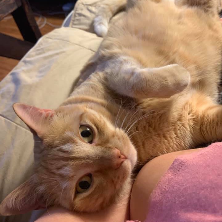 symphonicdist's tweet photo. Need a fire new mix for the gym, morning commute, casual walk in the park, airplane ride, etc? ๐ฅ Look no further. Meet Hobbes, his human is @marjoryehenry. Hobbes has a new mix out! It's called MEOW MIX and you can purchase at @PetSmart. He thanks you in advance. #MusicalPets https://t.co/zEEaeOqeqp
