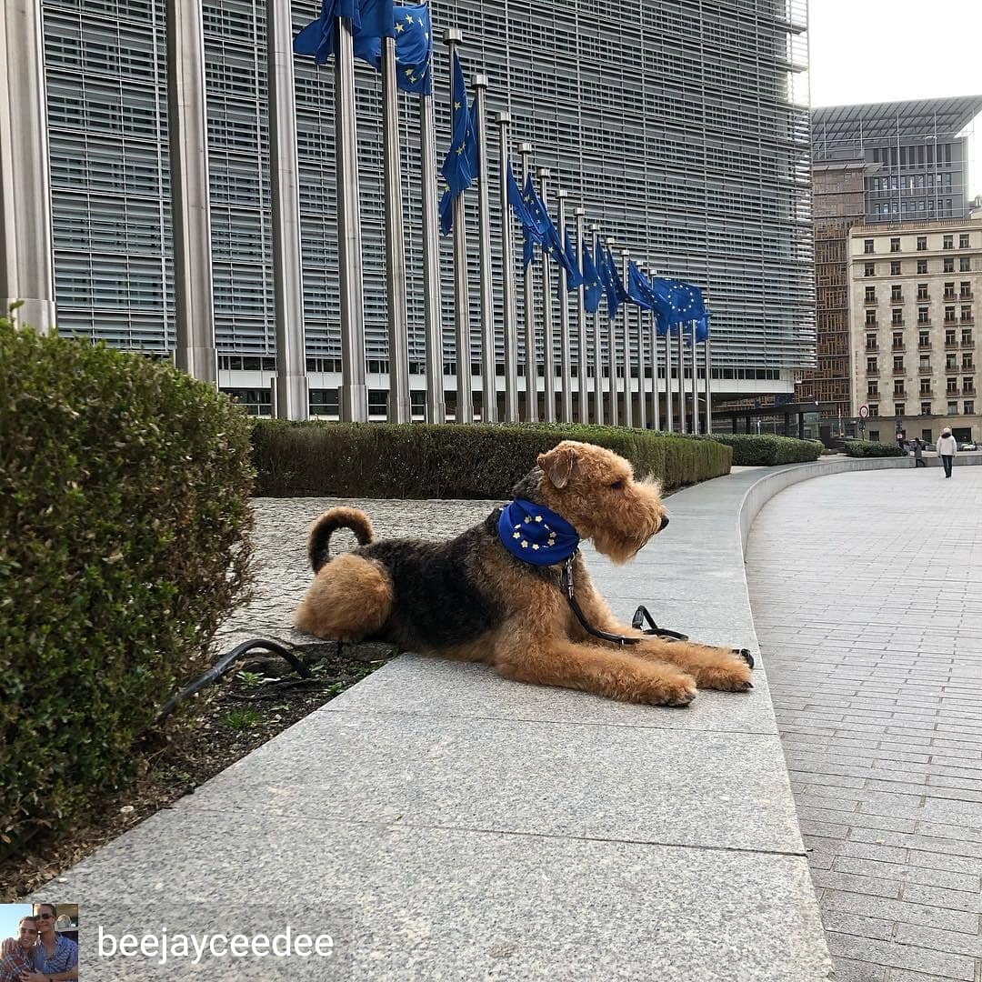 misheleneous's tweet photo. https://t.co/5rGVbRzDph?
The #31stjan2020 is a day we definitely wont be celebrating 😔 But to all our #european Friends & Customers this isnt Goodbye, its Au Revoir 🇪🇺
#handmadehour #EuropeanUnion #dogsagainstbrexit #BrexitDay #leavealighton https://t.co/4Ie9Dt3Nfr