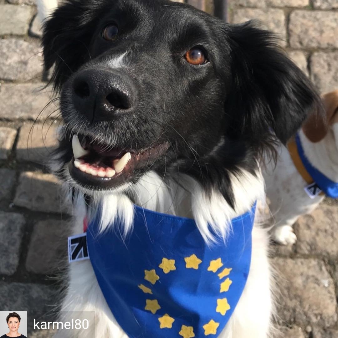 misheleneous's tweet photo. https://t.co/5rGVbRzDph?
The #31stjan2020 is a day we definitely wont be celebrating 😔 But to all our #european Friends & Customers this isnt Goodbye, its Au Revoir 🇪🇺
#handmadehour #EuropeanUnion #dogsagainstbrexit #BrexitDay #leavealighton https://t.co/4Ie9Dt3Nfr