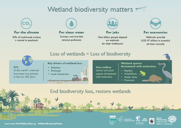 Volunteer4Birds's tweet photo. 4 reasons why we need wetland biodiversity.
#2Feb is #WorldWetlandsDay join us, add your voice #WetlandBiodiversityMatters for life to thrive.
https://t.co/f7s1Pif9cj
#wetlands #conservation #climatechange #marshmonitoring #economics #jobs #drinkingwater @RamsarConv https://t.co/vDCttFFiC7