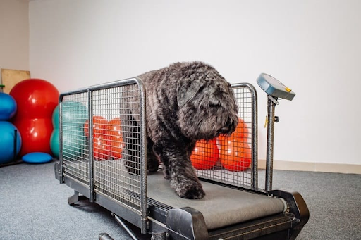 animalarknc's tweet photo. Is your pet a little Chonky? Wondering what you can do to help? The article below provides several tips for helping your pet stay healthy and fit. Because a "megachonker" might be cute, but everyone knows the "fine boi's" are where it's at😉
https://t.co/tqoNEudNdS https://t.co/7461fVTjL8