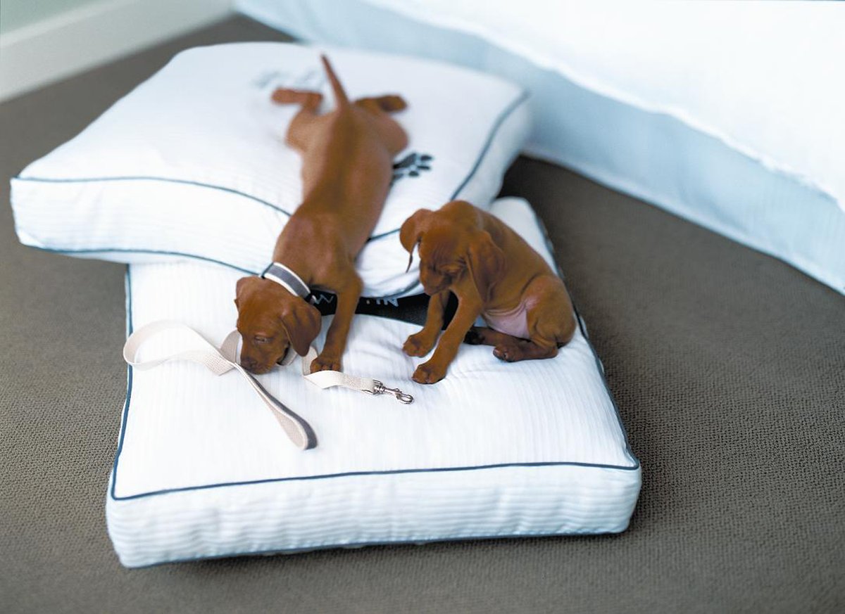 Did you know that we are dog-friendly? The Westin Verasa Napa has always welcomed K9 travelers. Dogs are pampered with amenities such as custom-designed luxurious dog beds with miniature Heavenly Bed duvets, plus other touches that have pets feeling as welcome as their owners.