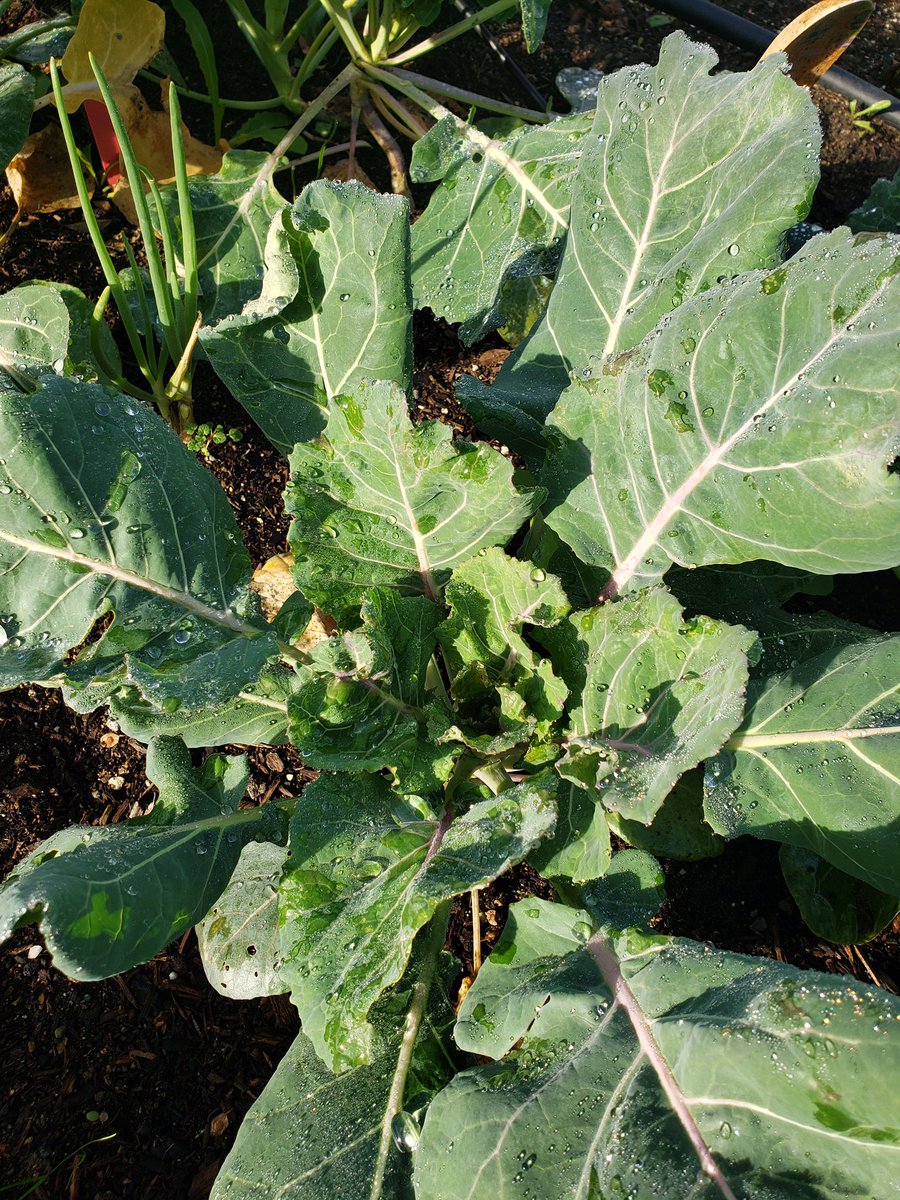 We’re rocking these winter veggies!  Who’s ready to munch on some greens?  🥬 🥕 🐰 
#GrowingLunch #RaleysRealPurpose
<a href="/raleys/">Raley's</a>