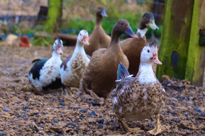 Farmily_buckets's tweet photo. Not my best photo but I just love the strut of this duck taking the lead, I think I could learn a thing or two from this little duck #caenhillcc #DucksFlyTogether #followingtheleader #leadership https://t.co/5rUrsF5T29