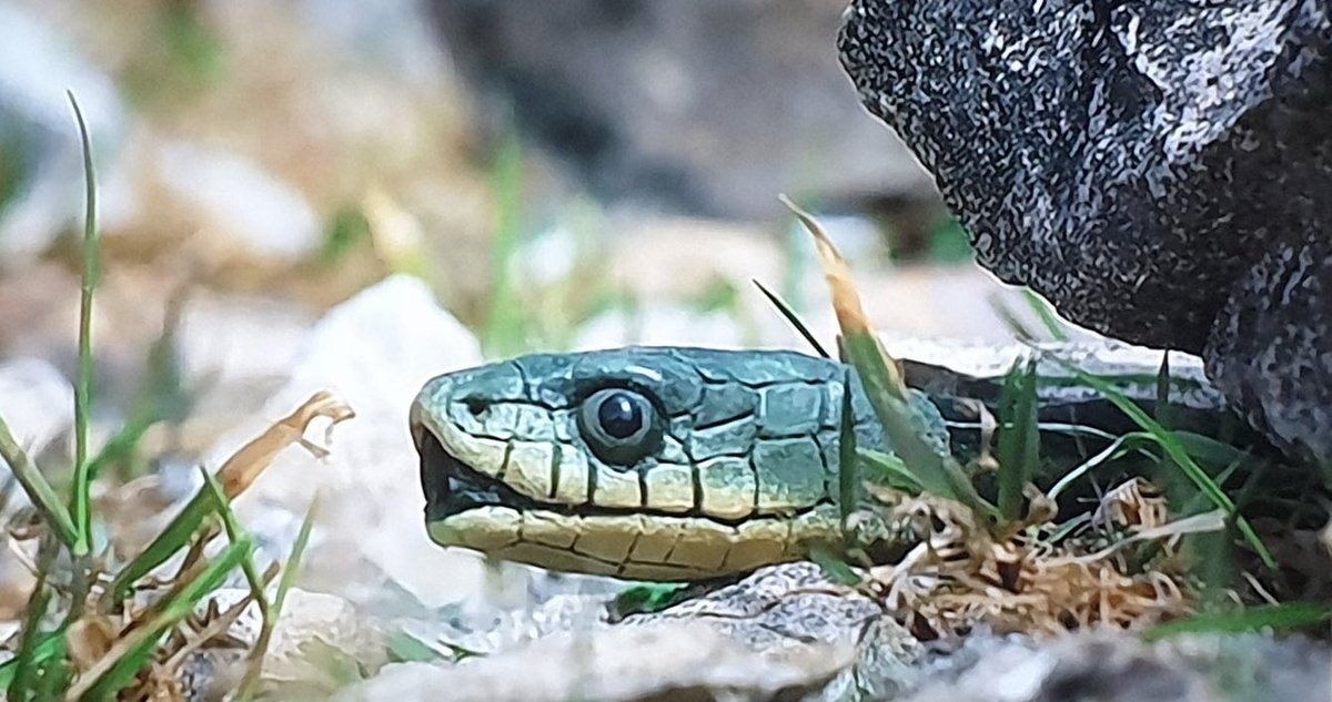#SpyintheWild is the funniest animal documentary series ever made. I’ve seen a spy beaver, a hummingbird drone, a pedalow sea otter &amp; a selfie snake. A lot of the footage is quite remarkable too. And everything sounds better when you put the word spy before it. Especially beaver.