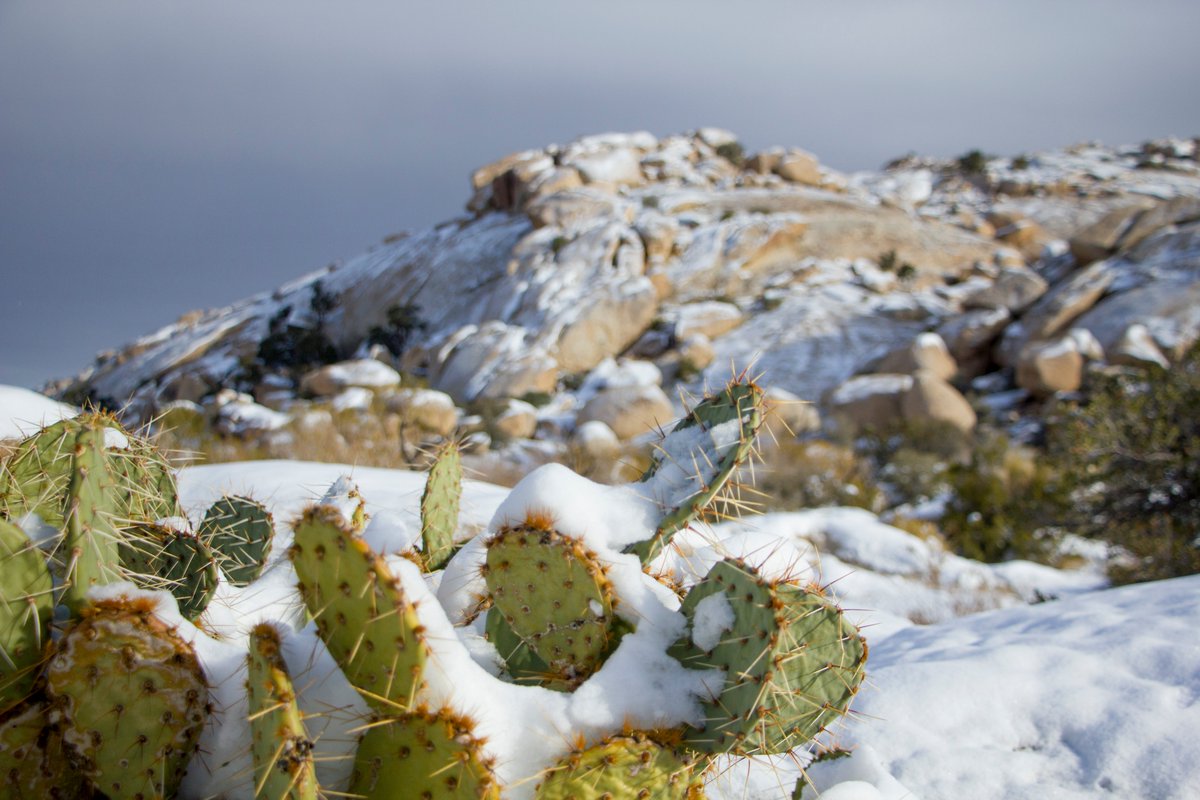 Photo: NPS / Brad Sutton

Snow melts over a beavertail cactus.