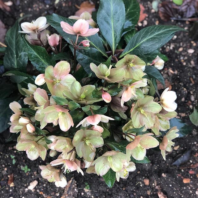 WinchesterWOW tweet media