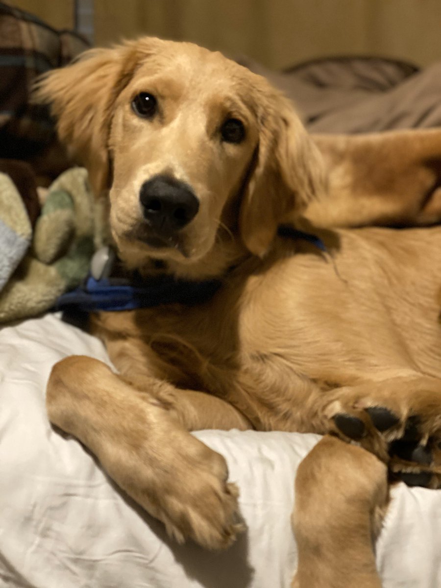 JenniferBadr's tweet photo. #puppy pic to make you smile. This is Lincoln 🥰 https://t.co/BX9sLIY4Qv