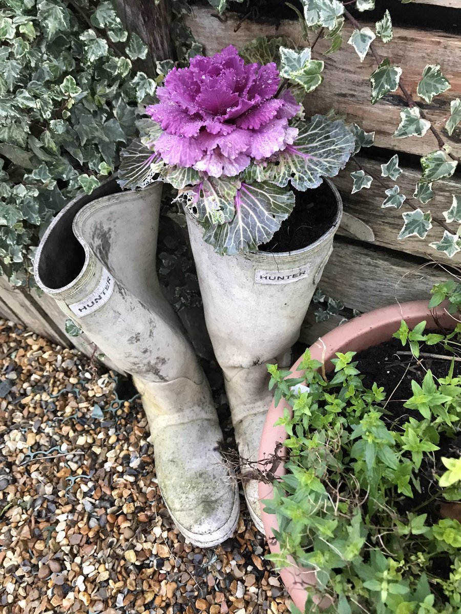 Lindengate's tweet photo. Even at this time of the year there are lots of colourful plants and flowers ๐ธ๐บ to #notice @Lindengate #5WaytoWellbeing #mindfulness https://t.co/eIU8sf9bMZ