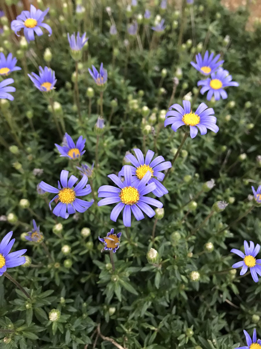 Lindengate's tweet photo. Even at this time of the year there are lots of colourful plants and flowers ๐ธ๐บ to #notice @Lindengate #5WaytoWellbeing #mindfulness https://t.co/eIU8sf9bMZ