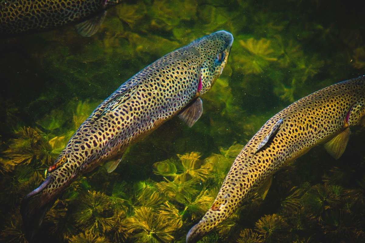 stratapolicy's tweet photo. Fish are good 🐟🙌https://t.co/ohy2eNQHjp https://t.co/sQ7ETPlR2S