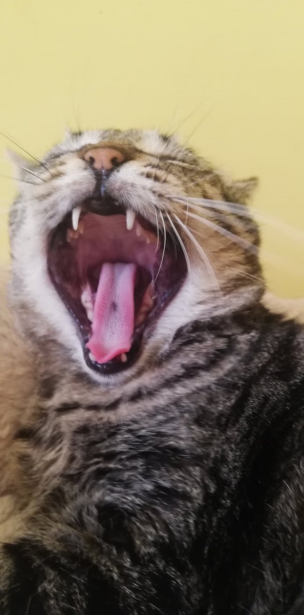 attila_and_co's tweet photo. I'm so sleepy! #CatsNaps #CatsOfTwitter #catslife #Lucia https://t.co/NO2MNHOcGy