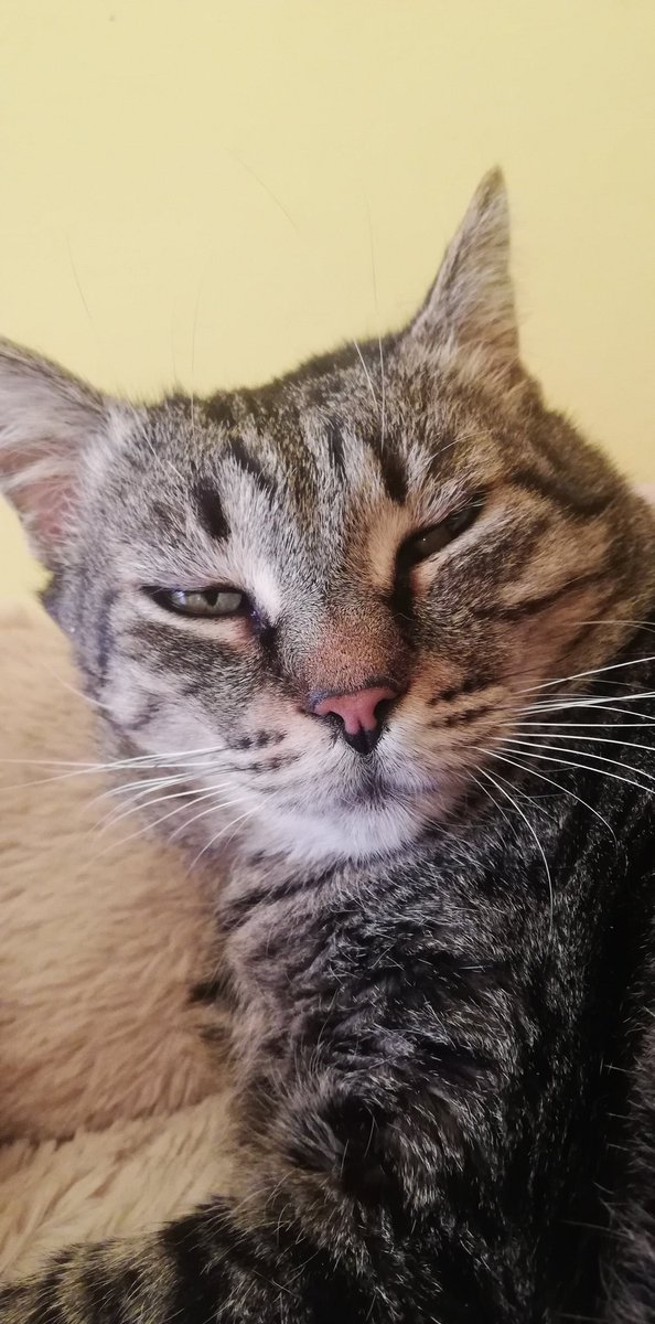 attila_and_co's tweet photo. I'm so sleepy! #CatsNaps #CatsOfTwitter #catslife #Lucia https://t.co/NO2MNHOcGy