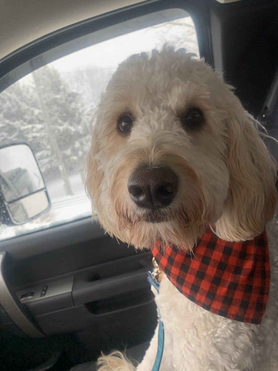 The last year and a half has been mentally draining. These 3 have always been able to make me smile. #BellLetsTalk