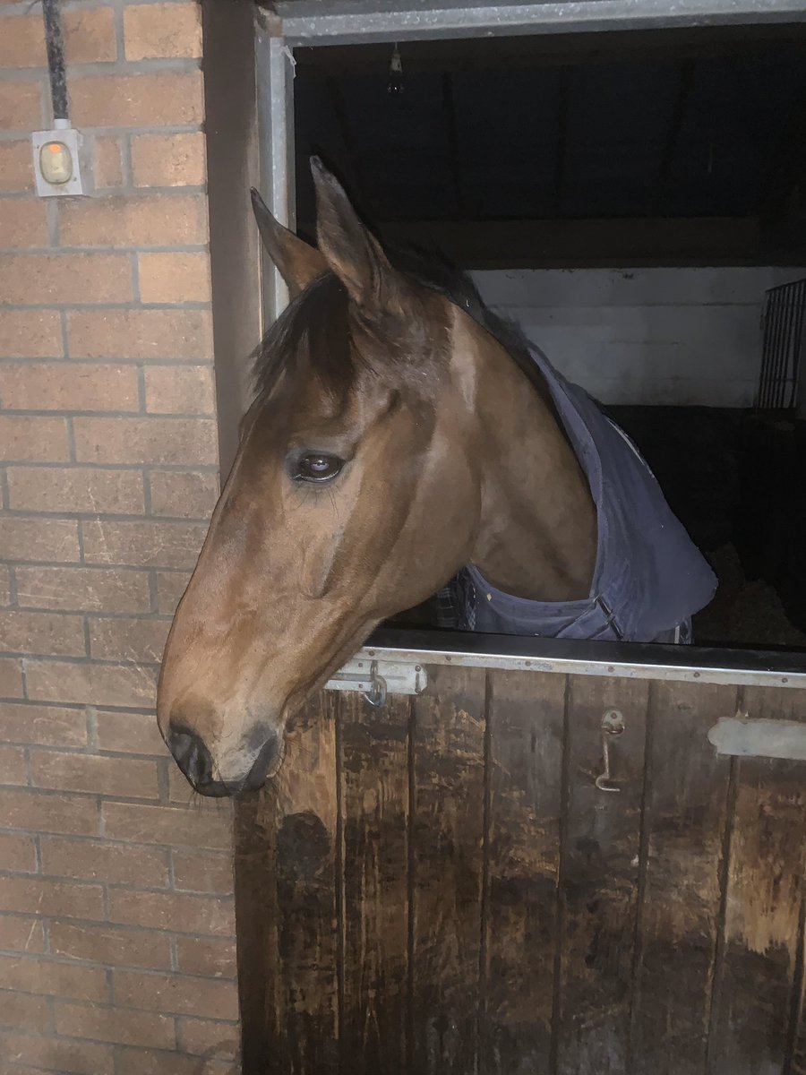 SelfMadeMaster7's tweet photo. This 12yo legend won his 3rd race for us today under an excellent ride from @CM_Gethings at @LeicesterRaces excellent prize money #goldenoldie average winning age of our horses this season is 10.8! https://t.co/VaoxD65e1I