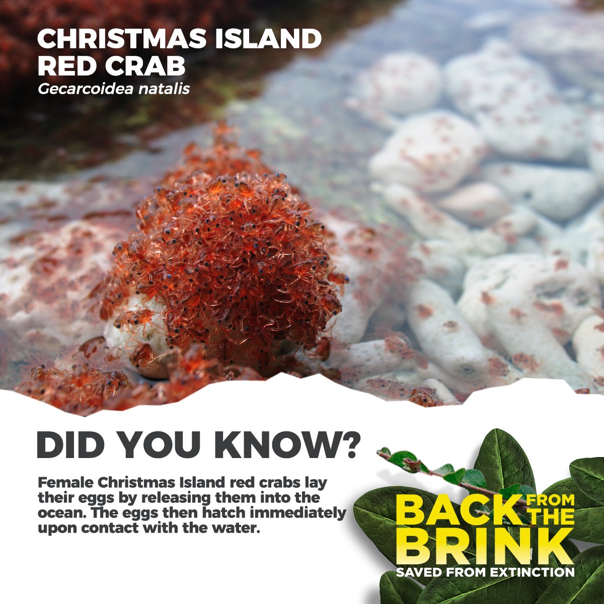 Join the wondrous migrating crabs of Christmas Island in IMAX. #yegmovies #movies #yegevents #mytwose #backfromthebrink 

telusworldofscienceedmonton.ca/explore/experi…