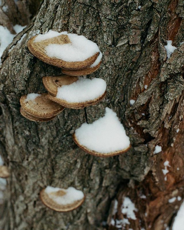 Afsoneh's tweet photo. I think snow is nature’s glitter. •
•
•
#photographer #kansascity #kcmo #igkansascity #canonae1 #filmphotography #filmisnotdead #believeinfilm https://t.co/WwlEmO889X https://t.co/7fig6FvS89
