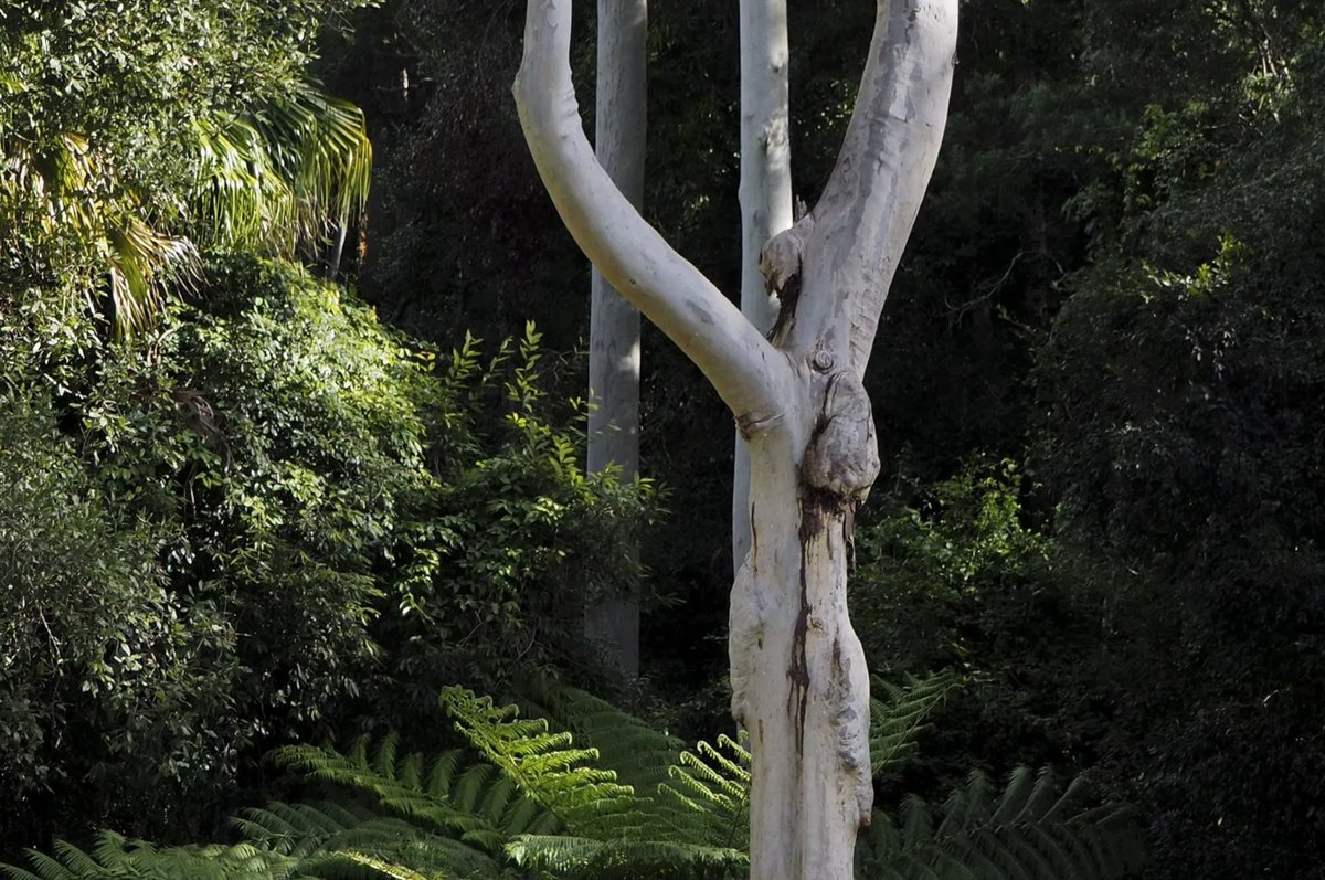 EucalyptAus's tweet photo. Talking to the country in its language. Let's speak the names of our native flora.
https://t.co/CPtrlFUUxa #importanceoflanguage #language #indigenousnames #ozplants #eucbeaut https://t.co/7S4g6wE84a
