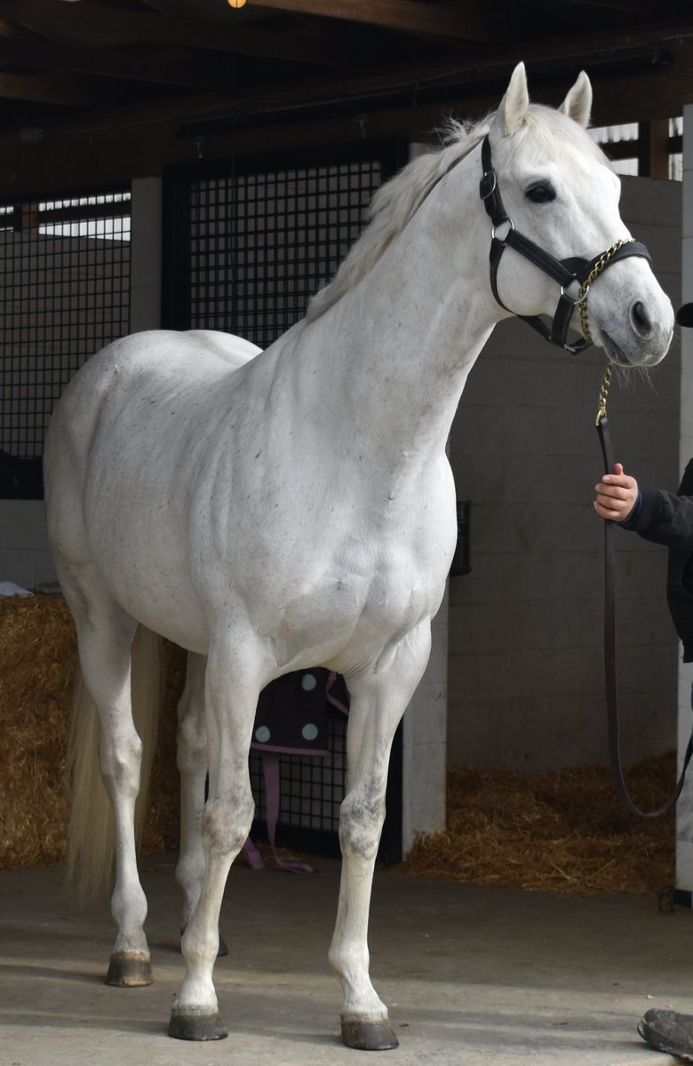 DiamondBFarmPA's tweet photo. @Flashbackpa, sire of BC &amp; Eclipse Champion 2yo Filly British Idiom https://t.co/HHSmFPGZjS