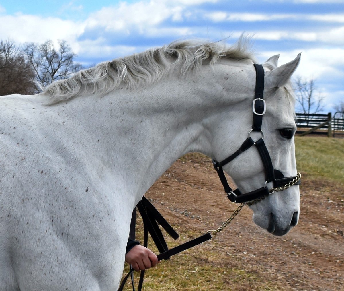 DiamondBFarmPA's tweet photo. @Flashbackpa, sire of BC &amp; Eclipse Champion 2yo Filly British Idiom https://t.co/HHSmFPGZjS