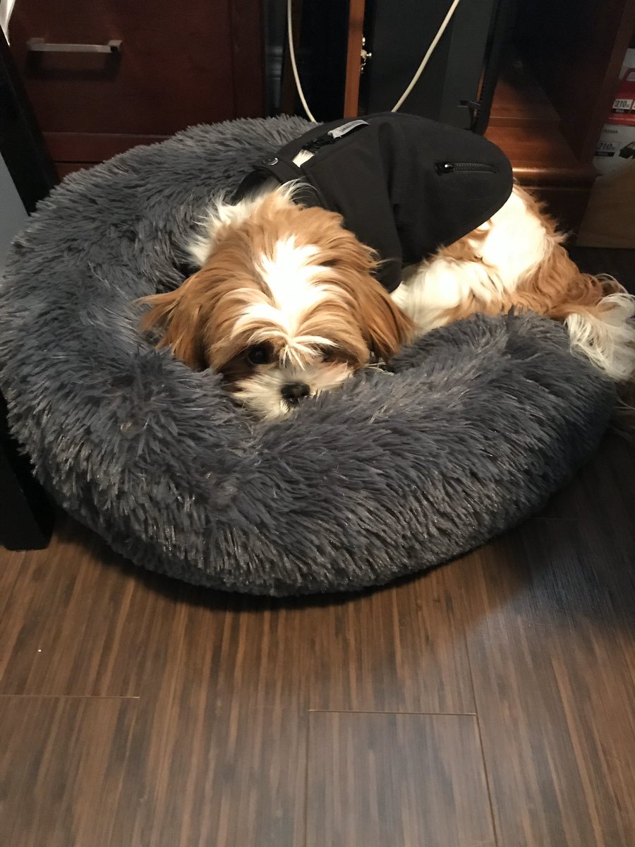 helloseeattle's tweet image. Does anyone else’s dog sulk? He legit sits in a corner and puts his head down and signs when he doesn’t get his own way. Ziggy is such a drama queen