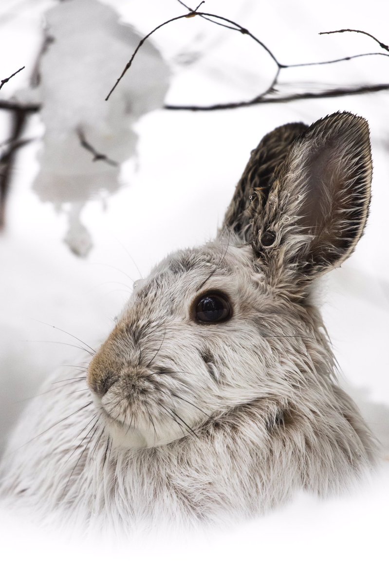 Snowshoe Hares are absolutely magnificent