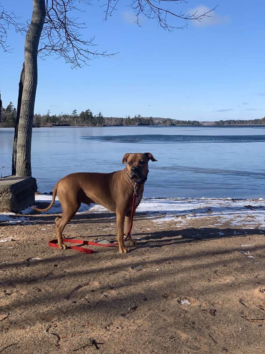 No matter what you are never alone, talking is ok. On an important day dedicated to help #EndTheStigma I thought I would share a picture of someone that brings me joy and comfort. #BellLetsTalk take comfort in talking #hereforyou #speakup #notalone