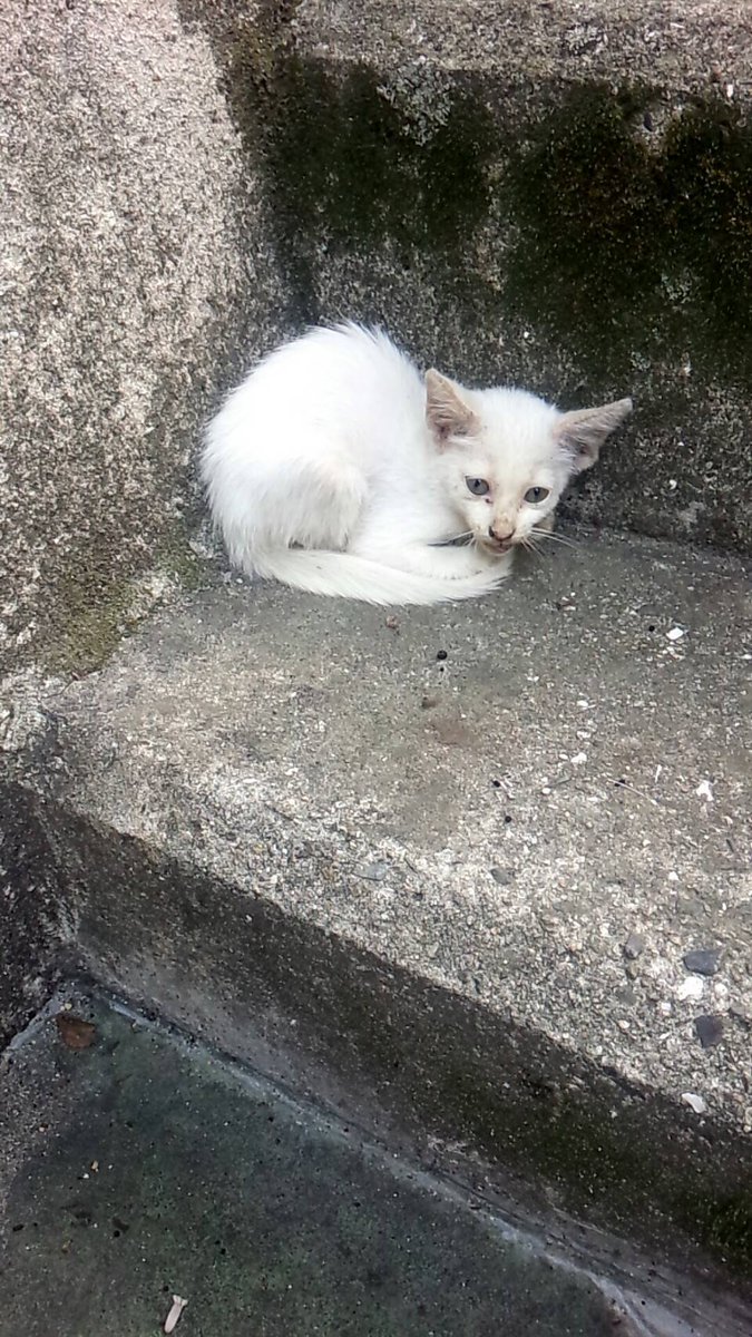 みかん🍊(元杏)ฅ❅*॰ॱ☪︎ tweet media