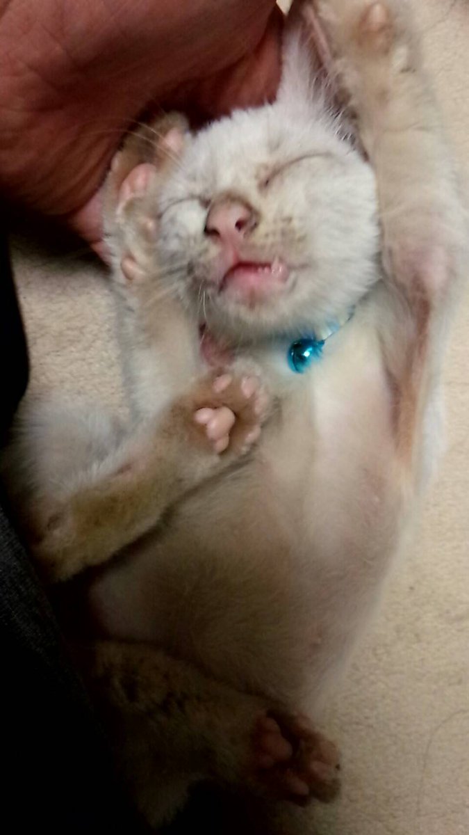 みかん🍊(元杏)ฅ❅*॰ॱ☪︎ tweet media