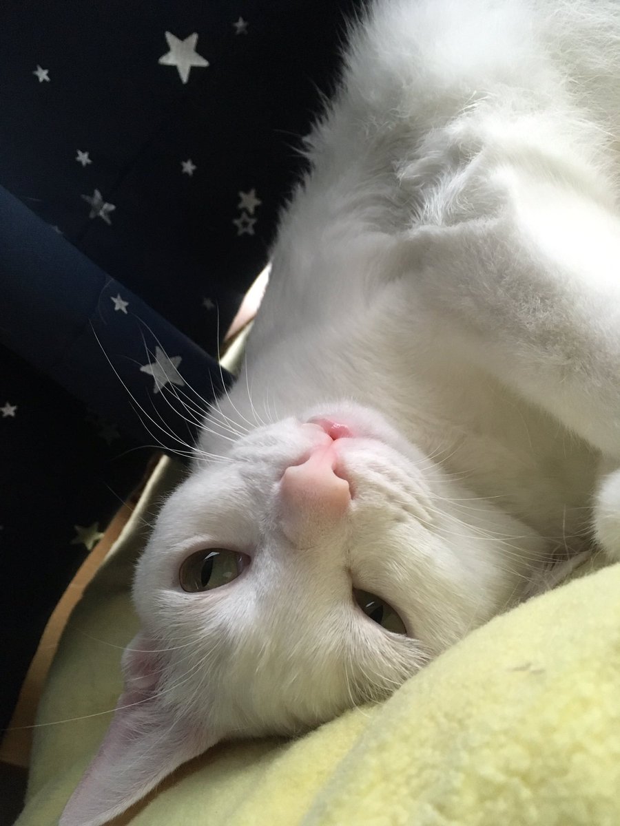 みかん🍊(元杏)ฅ❅*॰ॱ☪︎ tweet media