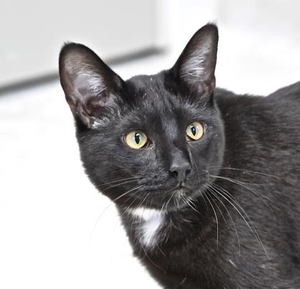 PetsLifeline's tweet photo. Coulson and Ashe are the last of the 2019 kittens & would love to find their forever family. They're both a little shy but once they get to know you, are sweet companions. In a home of their own, maybe w/ a kitty companion, they will gain confidence & blossom. #AdorableAdoptable https://t.co/EGeWuzhxxT