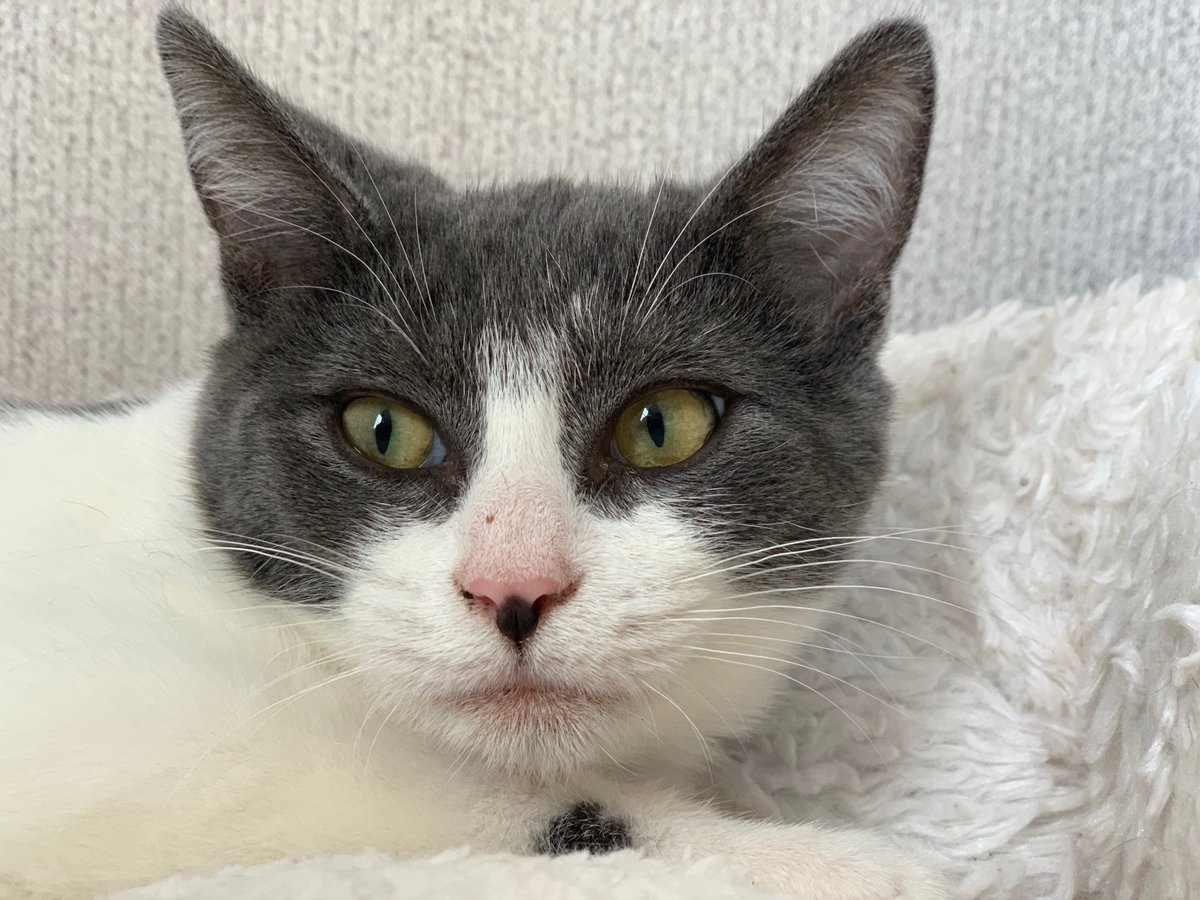 PetsLifeline's tweet photo. Coulson and Ashe are the last of the 2019 kittens & would love to find their forever family. They're both a little shy but once they get to know you, are sweet companions. In a home of their own, maybe w/ a kitty companion, they will gain confidence & blossom. #AdorableAdoptable https://t.co/EGeWuzhxxT