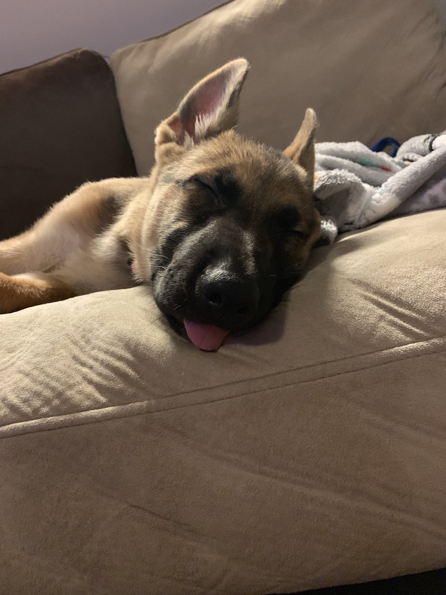devin_lanham14's tweet photo. Nala 😍😍 https://t.co/lfJDXmHF7R