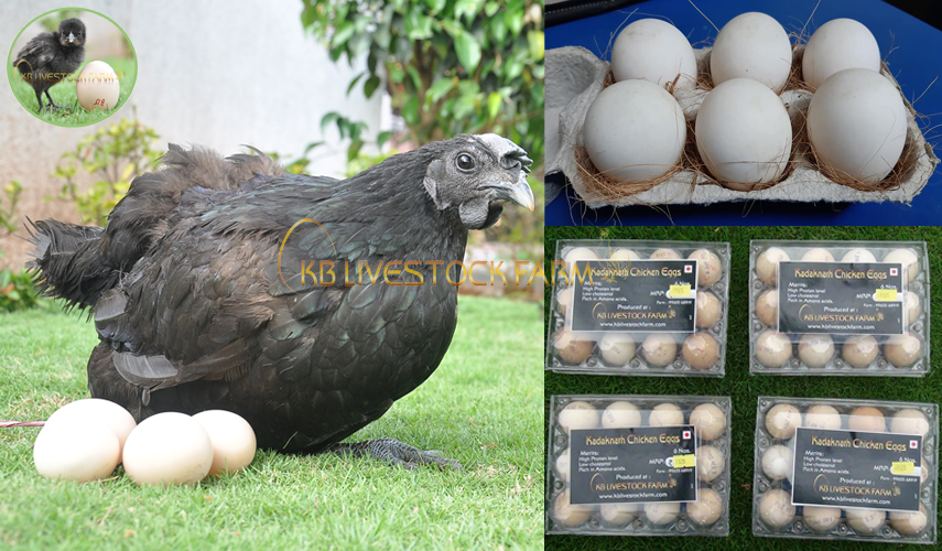 KBlivestockfarm's tweet photo. Do chickens produce eggs in winter:-
As the cold weather takes over, your chicken's body naturally has to work harder to keep warm. #kadaknath #HighProtein #Blackmeat #chicken #Healthychicken #Poultry_Chicken https://t.co/gJuTyOK4E1