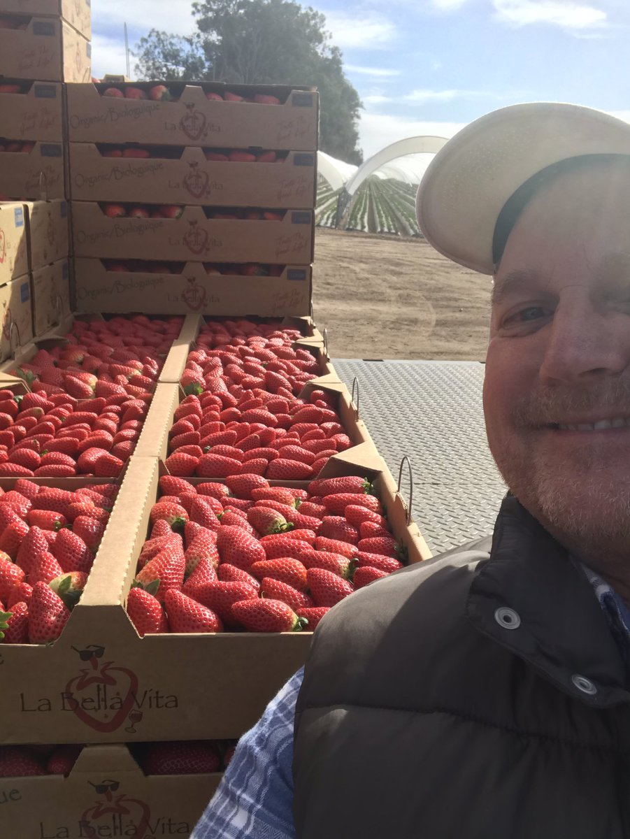 MarkDod83185333's tweet photo. Ramp up soil biology with pacific Gro+  metagro ST.     Organic strawberries, it’s sweet!! https://t.co/VDbKUPVfXY