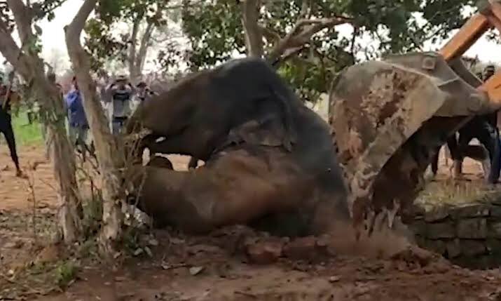 rameshpandeyifs's tweet image. Heartwarming pictures of how intelligently the team @dfogumla and villagers using Archimedes’s physical law of buoyancy save an elephant calf who had fell in a well. They pumped water into well to float the elephant to surface. Great work. @Forest_Dept_GOJ