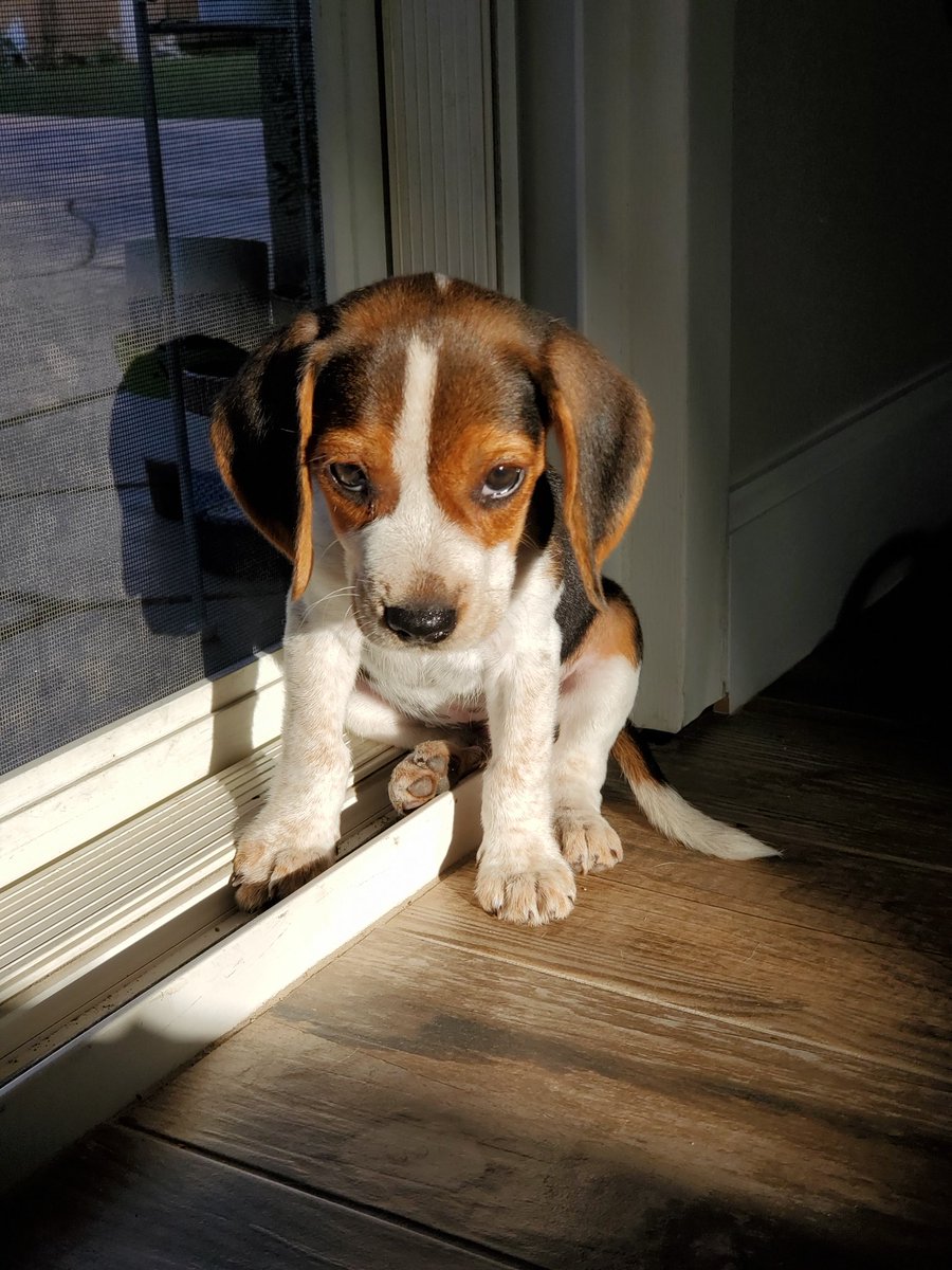 DukeofBeagle's tweet photo. I'm sorry I chew on everything! https://t.co/iXsxi4poZe