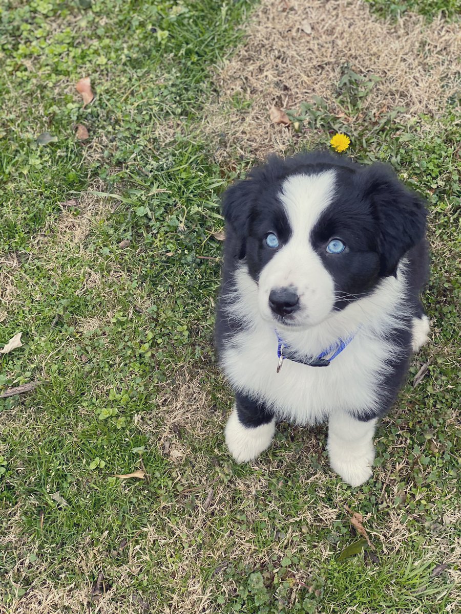 kaymars_'s tweet photo. everyday i get home my dog accidentally pees on me bc she’s so excited 🤣🥰 
at least she’s adorable 🐾 https://t.co/msRevvNZiC