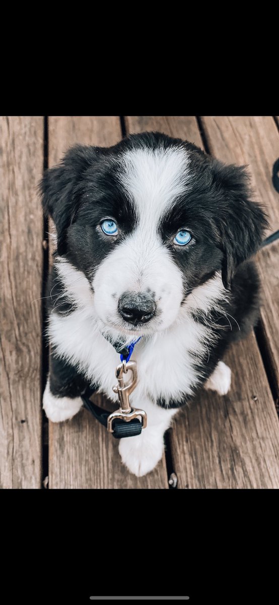 kaymars_'s tweet photo. everyday i get home my dog accidentally pees on me bc she’s so excited 🤣🥰 
at least she’s adorable 🐾 https://t.co/msRevvNZiC