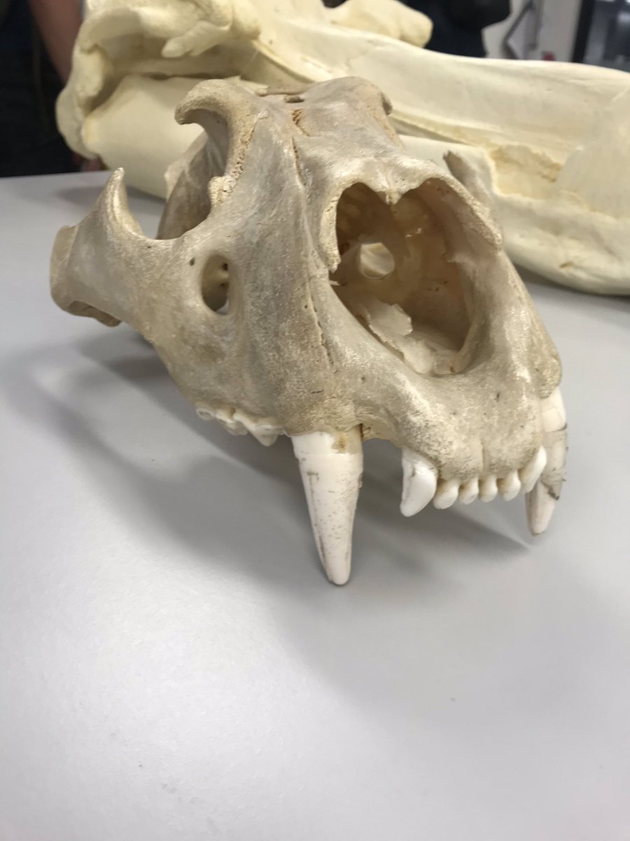 Lilli Gordon tweet media