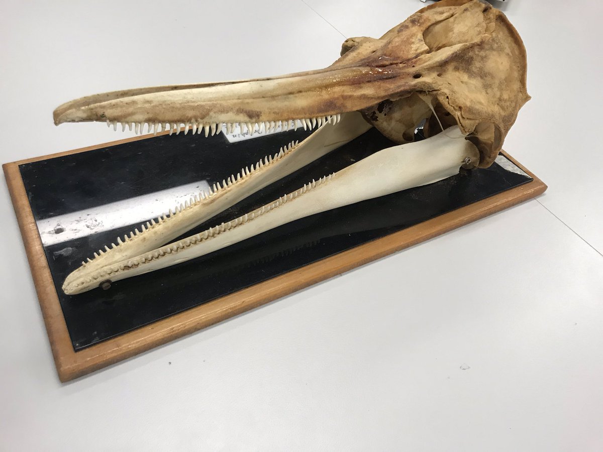 Lilli Gordon tweet media