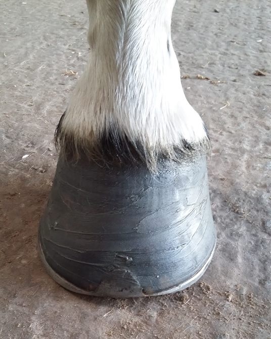 ComfortGutWorld's tweet photo. #EmeraldBalms can be applied in a thin, even layer as necessary to animals with minor scratches, rubs, cuts, abraded or scabbed skin; while soothing for muddy periods, it also has useful fly repellent properties

#petblogshare #comfortgut #ruralbloggers #wildequestrian2 https://t.co/GDv2tZymTa