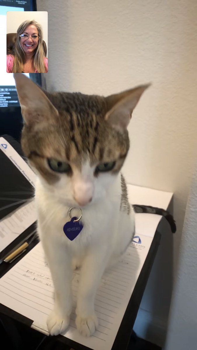 BethanyaWill's tweet photo. My husband called me today from his desk. Either he turned into a cat or the cat π± ate him or she took over his desk. Lol. #glurkinalert #catsonattack #shelookssweet #butshesNOT @Livingsonship https://t.co/uNCFhLpAZ5