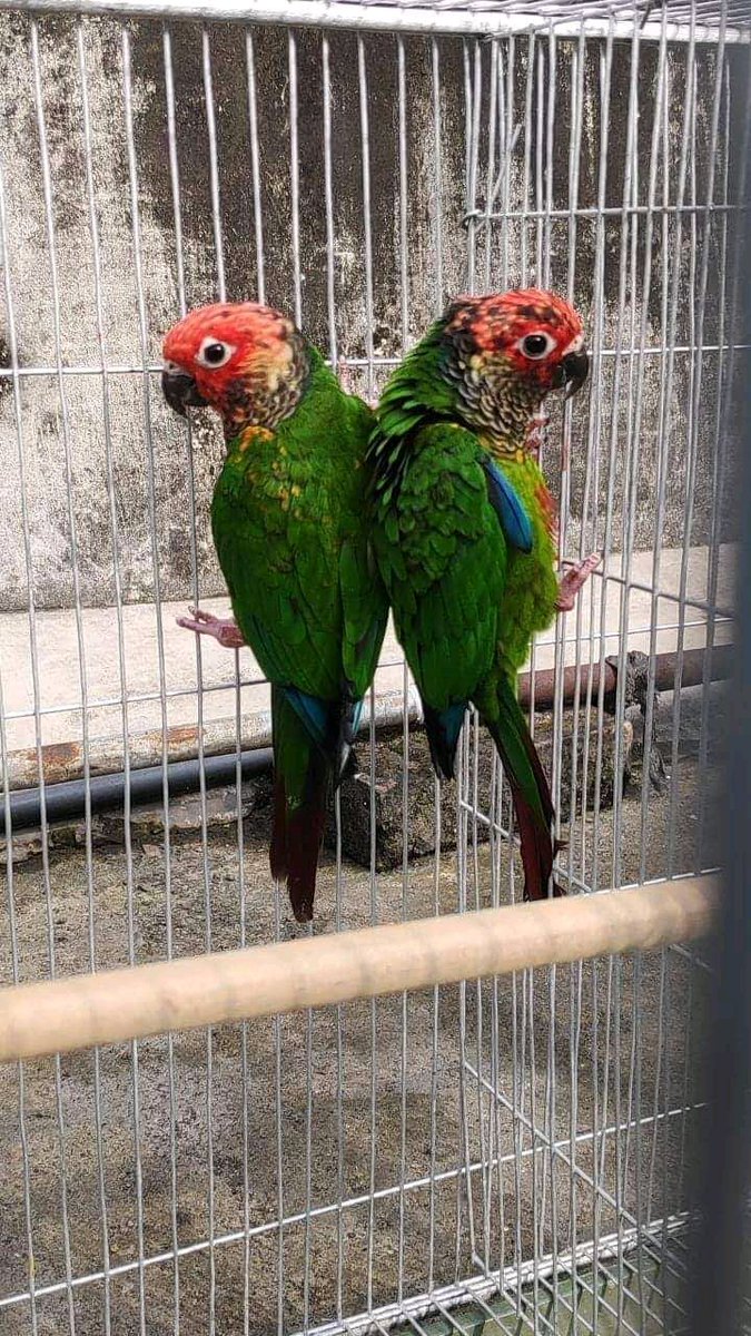 exotic birds with eggs for sale (@oliviah32162186) on Twitter photo 