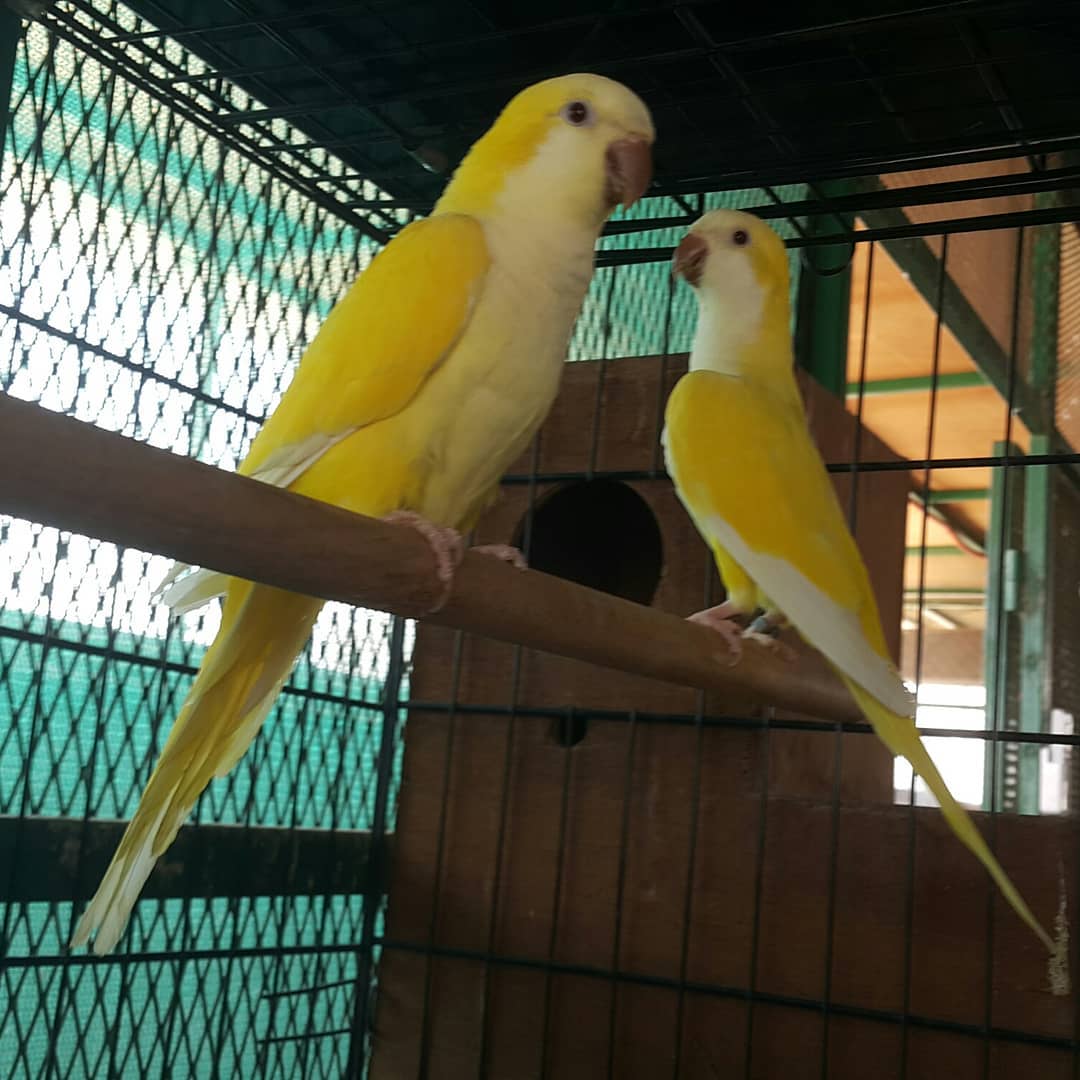 exotic birds with eggs for sale (@oliviah32162186) on Twitter photo 
