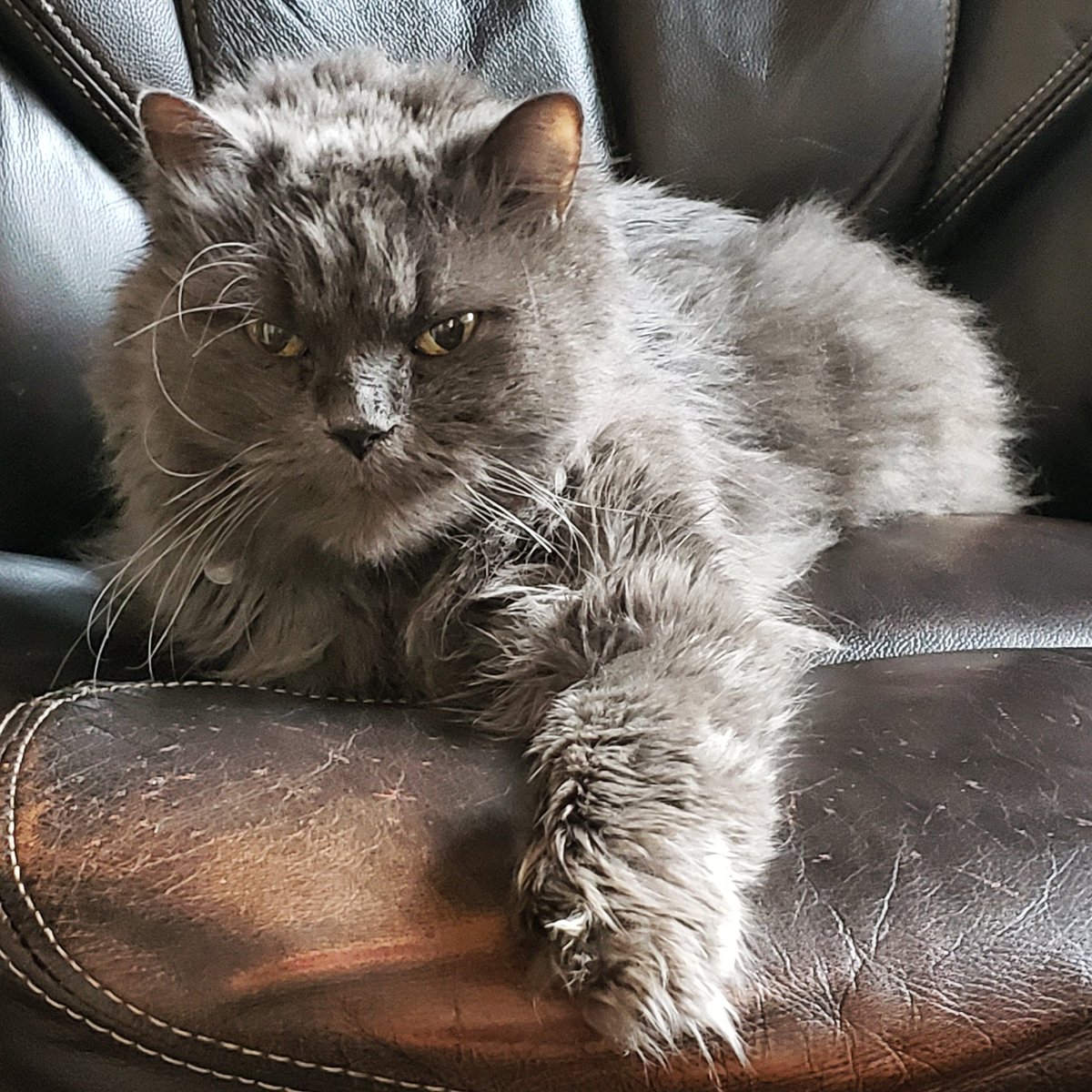 TehRealKitty's tweet image. Miss Kitty is finally on the mend after a couple of bad months 🥰😺